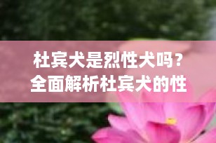 杜宾犬是烈性犬吗？全面解析杜宾犬的性格与饲养指南