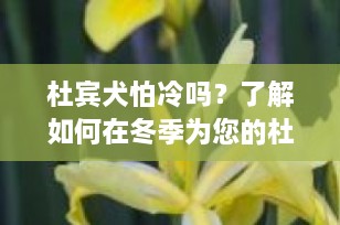 杜宾犬怕冷吗？了解如何在冬季为您的杜宾犬提供最佳保暖措施