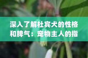 深入了解杜宾犬的性格和脾气：宠物主人的指南