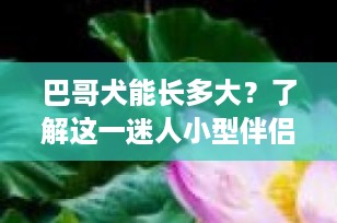 巴哥犬能长多大？了解这一迷人小型伴侣犬的成长潜力