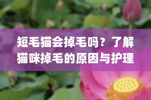 短毛猫会掉毛吗？了解猫咪掉毛的原因与护理技巧