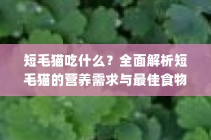 短毛猫吃什么？全面解析短毛猫的营养需求与最佳食物选择