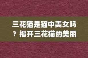 三花猫是猫中美女吗？揭开三花猫的美丽密码与独特魅力