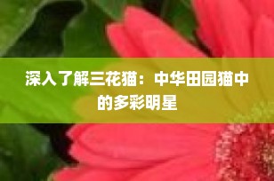 深入了解三花猫：中华田园猫中的多彩明星