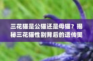 三花猫是公猫还是母猫？揭秘三花猫性别背后的遗传奥秘