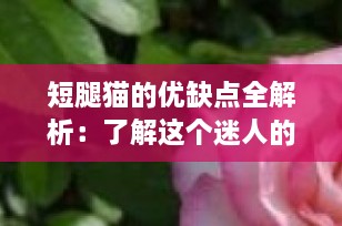 短腿猫的优缺点全解析：了解这个迷人的小短腿伙伴
