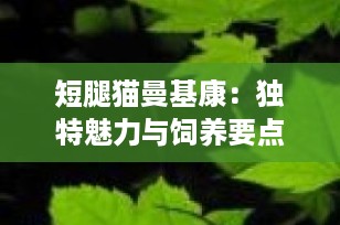 短腿猫曼基康：独特魅力与饲养要点全解析