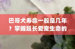 巴哥犬寿命一般是几年？掌握延长爱宠生命的秘诀