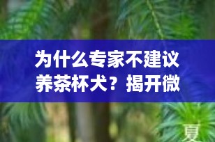 为什么专家不建议养茶杯犬？揭开微型宠物背后的真相
