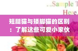 短腿猫与矮脚猫的区别：了解这些可爱小家伙的独特魅力