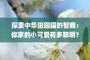 探索中华田园猫的智商：你家的小可爱有多聪明？
