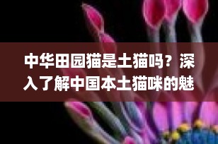 中华田园猫是土猫吗？深入了解中国本土猫咪的魅力