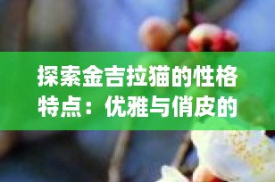 探索金吉拉猫的性格特点：优雅与俏皮的完美结合