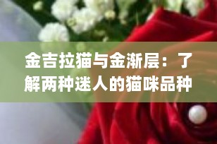 金吉拉猫与金渐层：了解两种迷人的猫咪品种