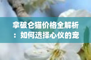 拿破仑猫价格全解析：如何选择心仪的宠物伙伴