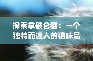 探索拿破仑猫：一个独特而迷人的猫咪品种