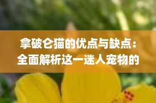 拿破仑猫的优点与缺点：全面解析这一迷人宠物的选择要点
