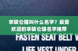 拿破仑猫叫什么名字？最受欢迎的拿破仑猫名字推荐