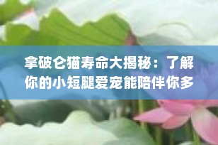 拿破仑猫寿命大揭秘：了解你的小短腿爱宠能陪伴你多久