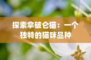 探索拿破仑猫：一个独特的猫咪品种