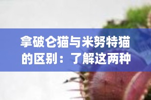 拿破仑猫与米努特猫的区别：了解这两种迷人的矮脚猫咪