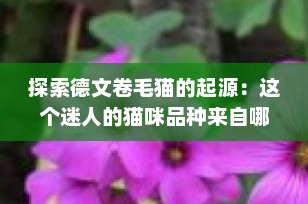 探索德文卷毛猫的起源：这个迷人的猫咪品种来自哪个国家？