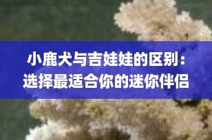 小鹿犬与吉娃娃的区别：选择最适合你的迷你伴侣