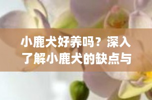 小鹿犬好养吗？深入了解小鹿犬的缺点与饲养要点