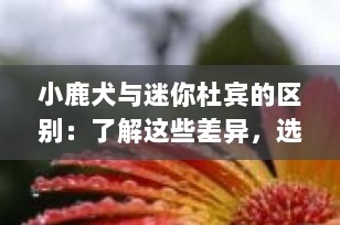 小鹿犬与迷你杜宾的区别：了解这些差异，选择最适合你的宠物伙伴