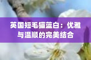 英国短毛猫蓝白：优雅与温顺的完美结合