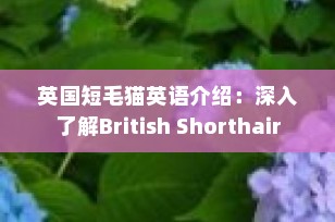 英国短毛猫英语介绍：深入了解British Shorthair