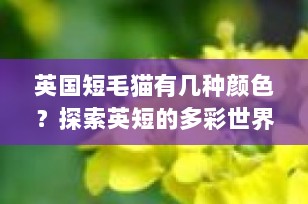 英国短毛猫有几种颜色？探索英短的多彩世界