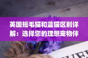 英国短毛猫和蓝猫区别详解：选择您的理想宠物伴侣
