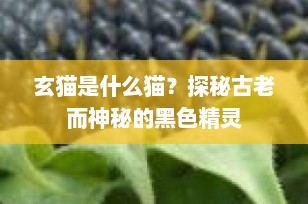 玄猫是什么猫？探秘古老而神秘的黑色精灵