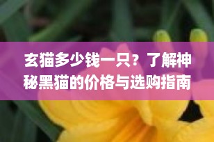玄猫多少钱一只？了解神秘黑猫的价格与选购指南