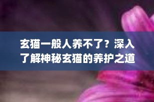 玄猫一般人养不了？深入了解神秘玄猫的养护之道