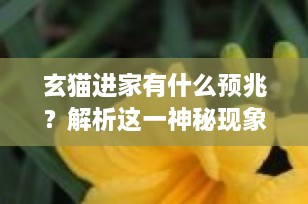 玄猫进家有什么预兆？解析这一神秘现象背后的真相