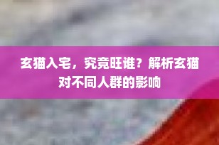 玄猫入宅，究竟旺谁？解析玄猫对不同人群的影响