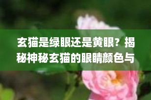 玄猫是绿眼还是黄眼？揭秘神秘玄猫的眼睛颜色与寓意