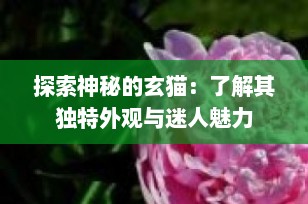 探索神秘的玄猫：了解其独特外观与迷人魅力