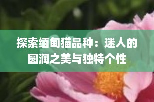 探索缅甸猫品种：迷人的圆润之美与独特个性