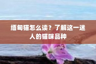 缅甸猫怎么读？了解这一迷人的猫咪品种