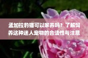 孟加拉豹猫可以家养吗？了解饲养这种迷人宠物的合法性与注意事项