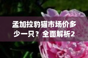 孟加拉豹猫市场价多少一只？全面解析2025年最新价格趋势