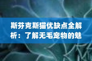 斯芬克斯猫优缺点全解析：了解无毛宠物的魅力与挑战