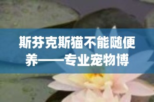 斯芬克斯猫不能随便养——专业宠物博主带你了解无毛猫的养护挑战