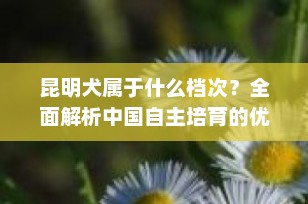 昆明犬属于什么档次？全面解析中国自主培育的优秀工作犬