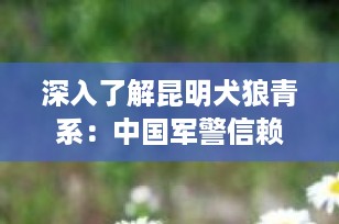 深入了解昆明犬狼青系：中国军警信赖的工作犬