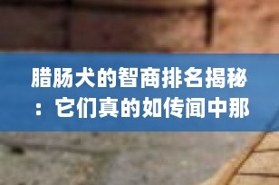 腊肠犬的智商排名揭秘：它们真的如传闻中那么聪明吗？