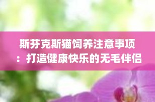 斯芬克斯猫饲养注意事项：打造健康快乐的无毛伴侣